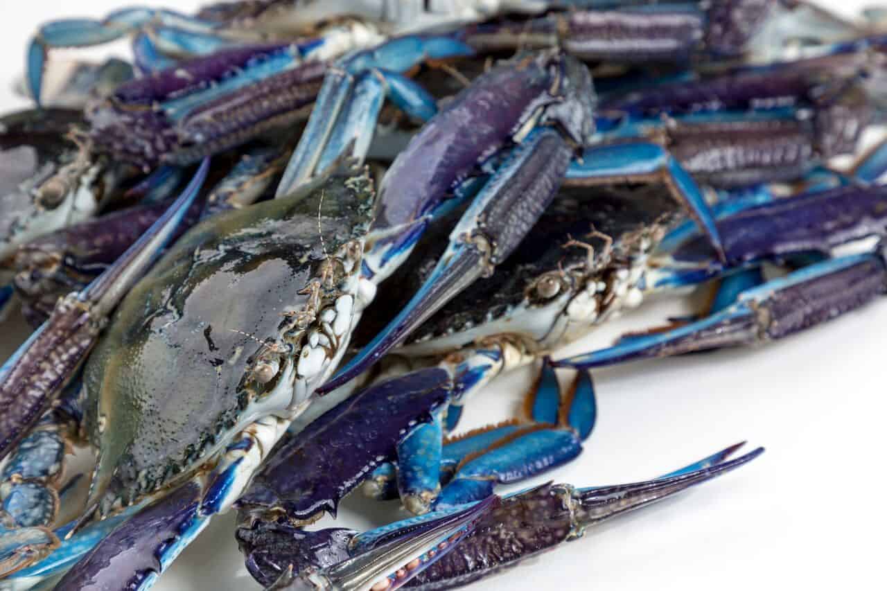 2017 – Secure supply of Blue Swimmer Crabs to market